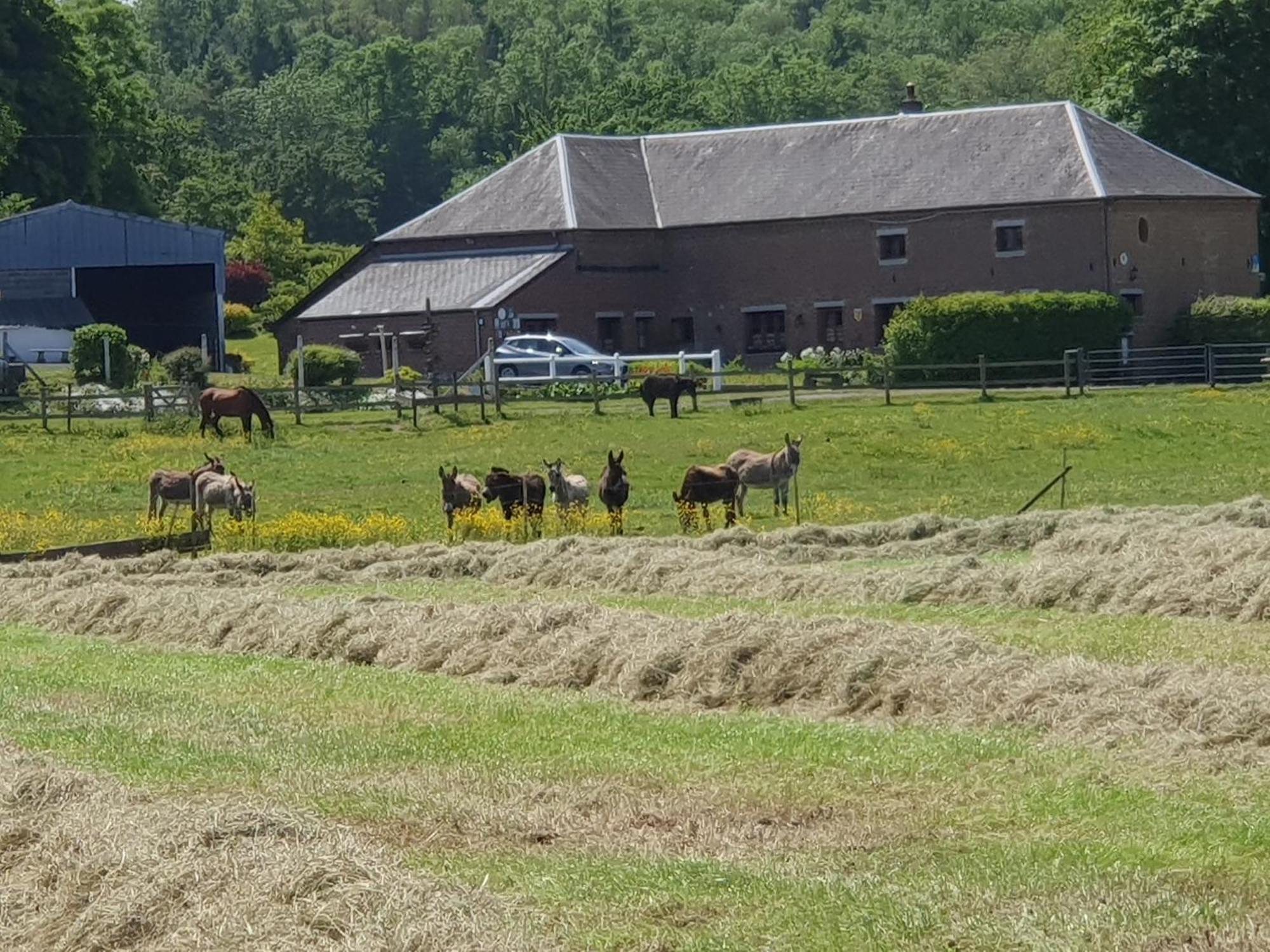 Les Mout'Anes Saint-Hilaire-sur-Helpe Exterior foto