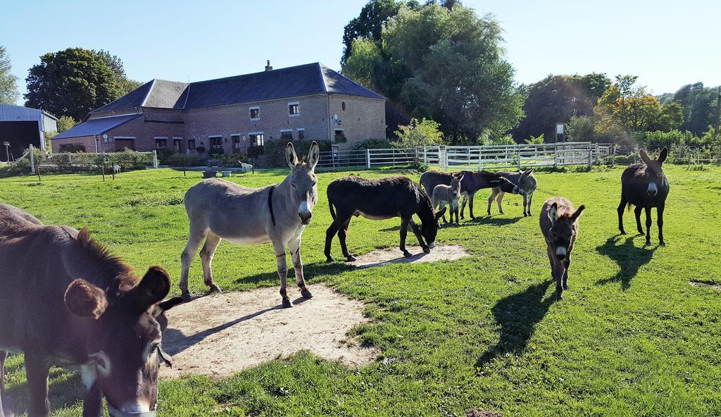 Les Mout'Anes Saint-Hilaire-sur-Helpe Exterior foto