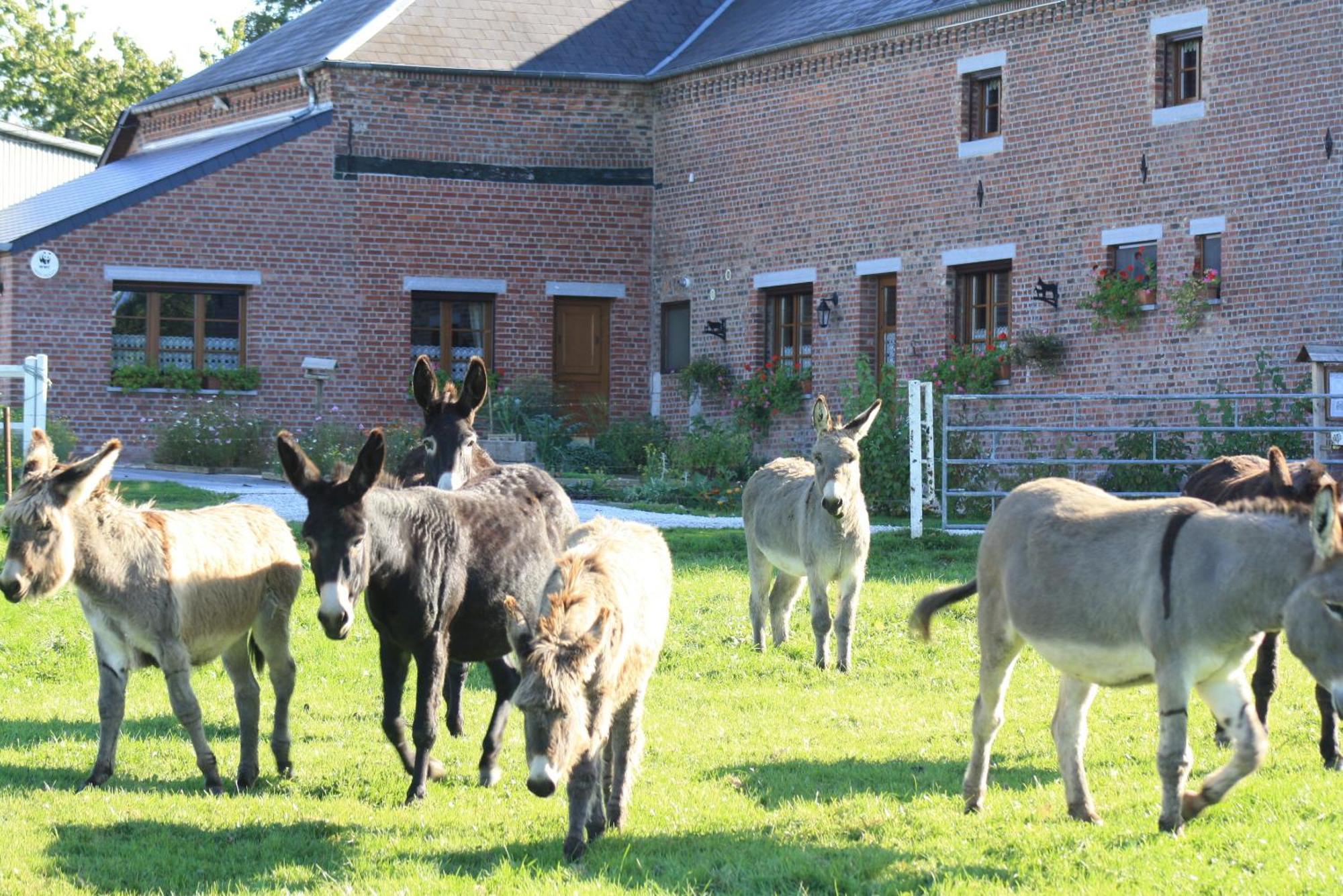 Les Mout'Anes Saint-Hilaire-sur-Helpe Exterior foto