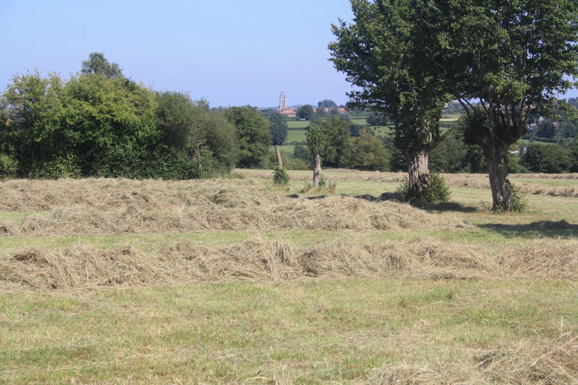 Les Mout'Anes Saint-Hilaire-sur-Helpe Exterior foto
